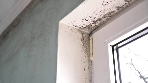 Best Toxic Mold Removal  in Chlicothe, IL