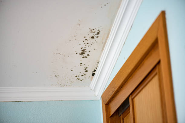 Best Black Mold Removal  in Chlicothe, IL